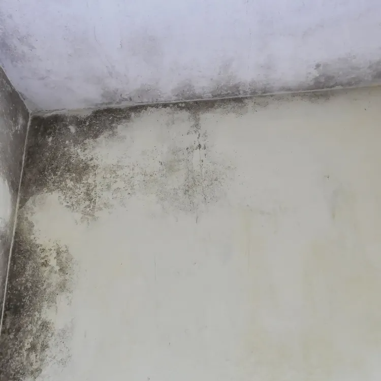 Dark, patchy mold growth spreading along the corner of an interior wall and ceiling.
