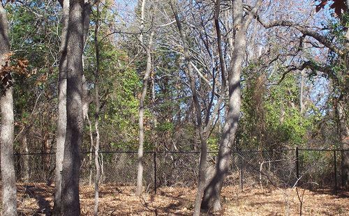 A fence surrounds a lush green forest with trees without leaves.