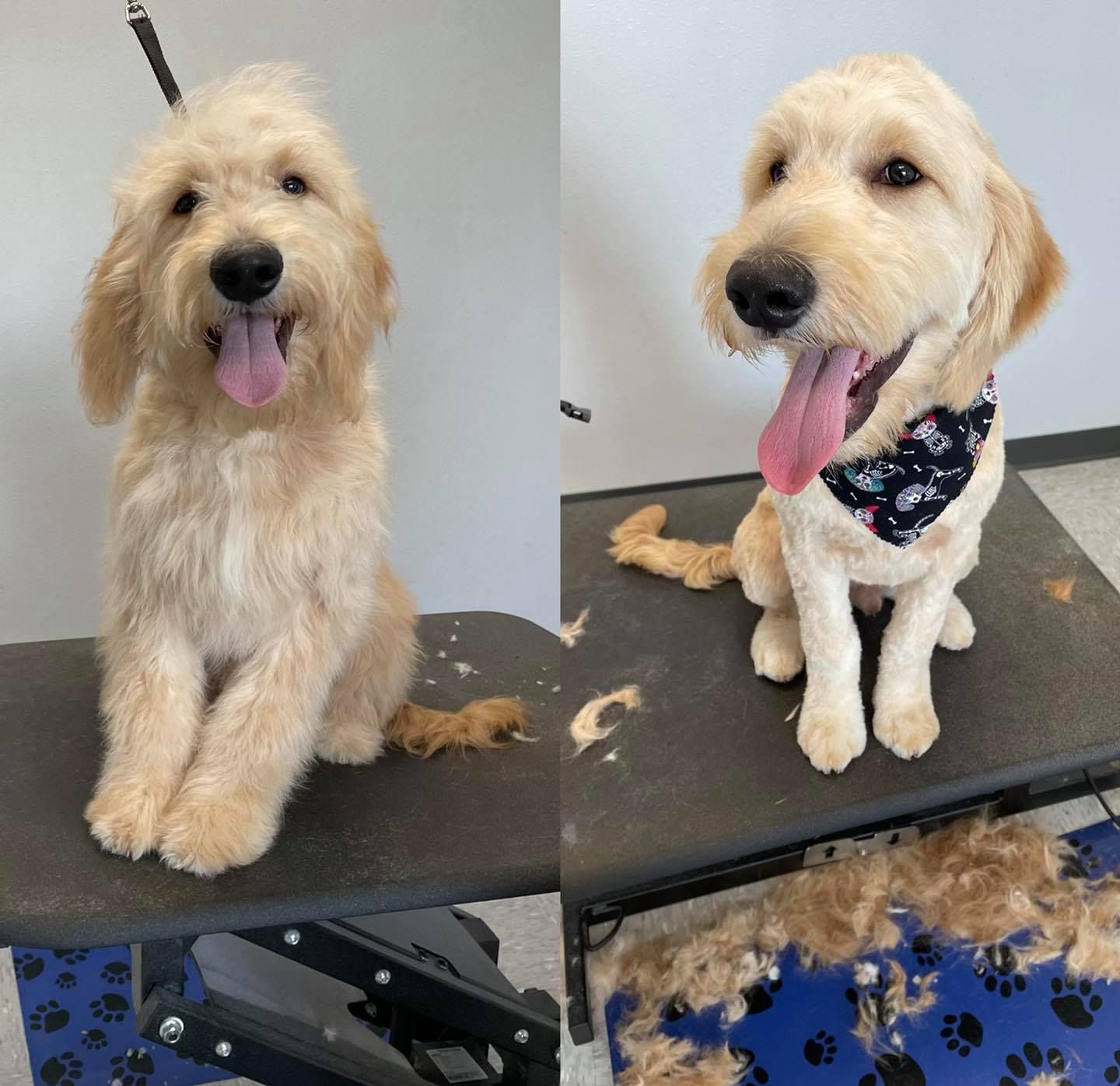 before and after grooming photo of a dog