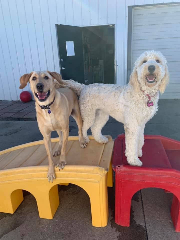two happy dogs standing for a picture
