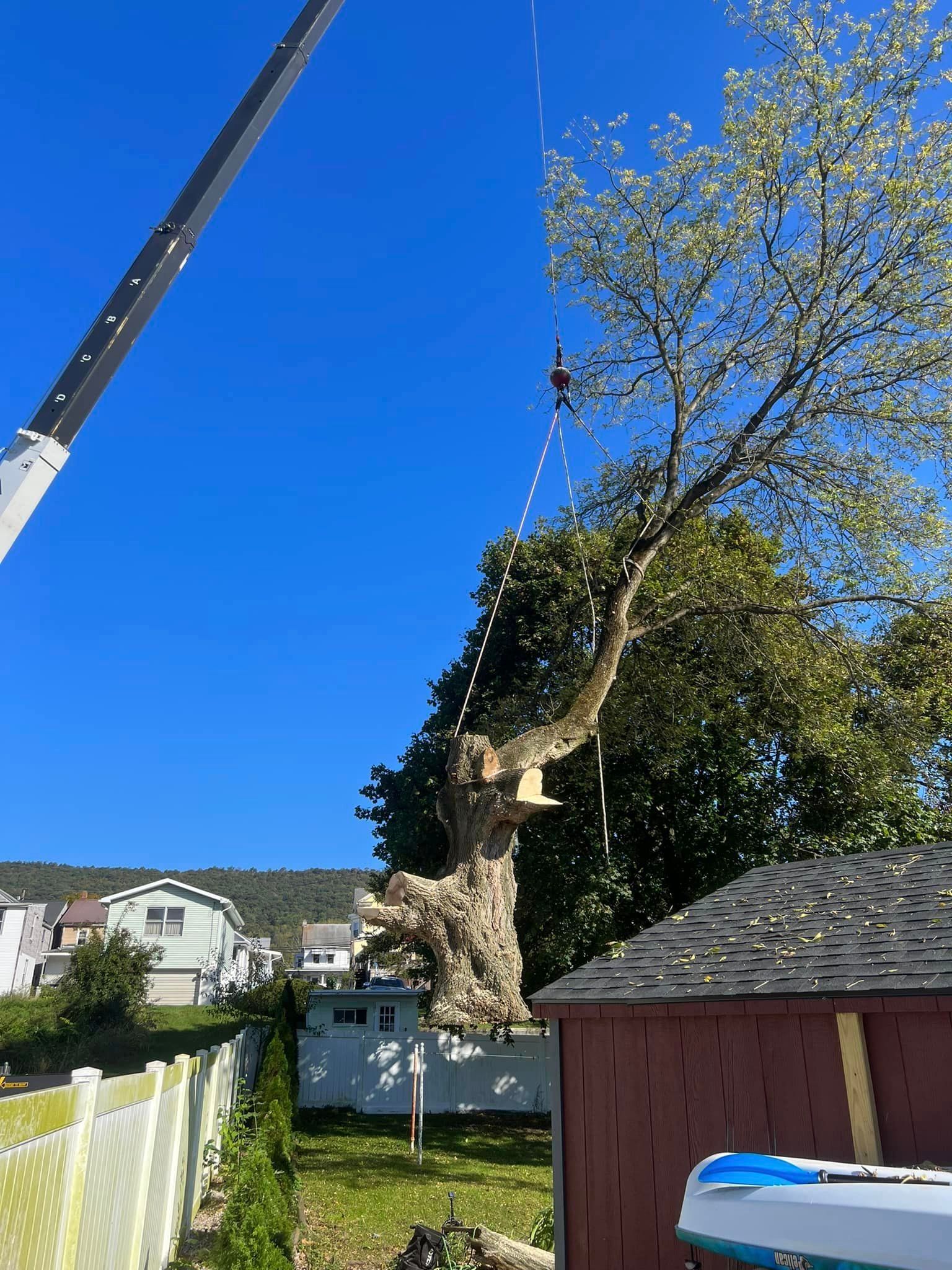 Tree Service