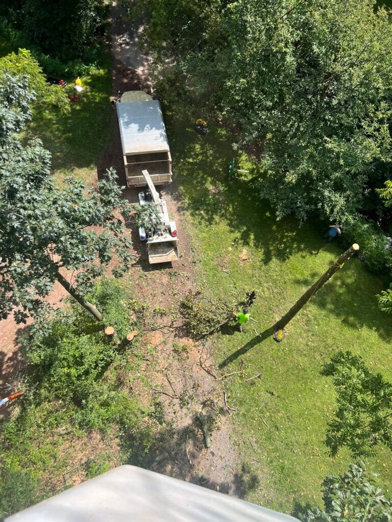 Tree Service