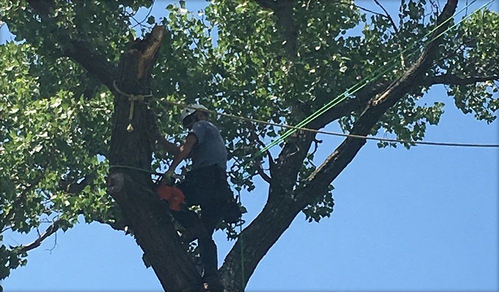 Tree trimming