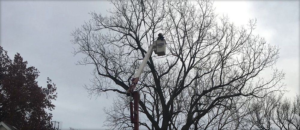 Tree services