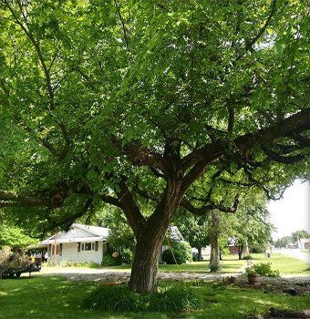 Healthy tree
