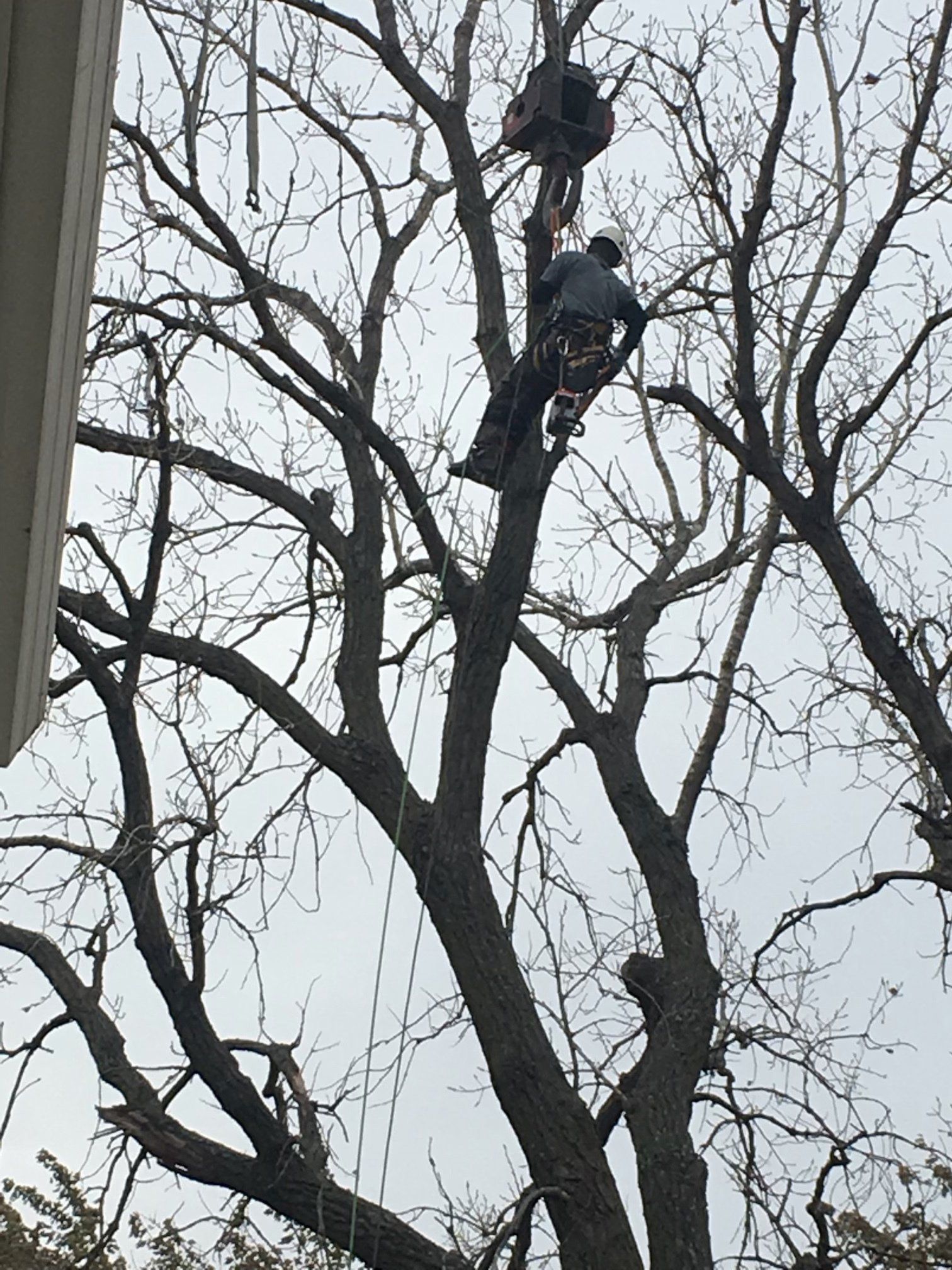 Tree services