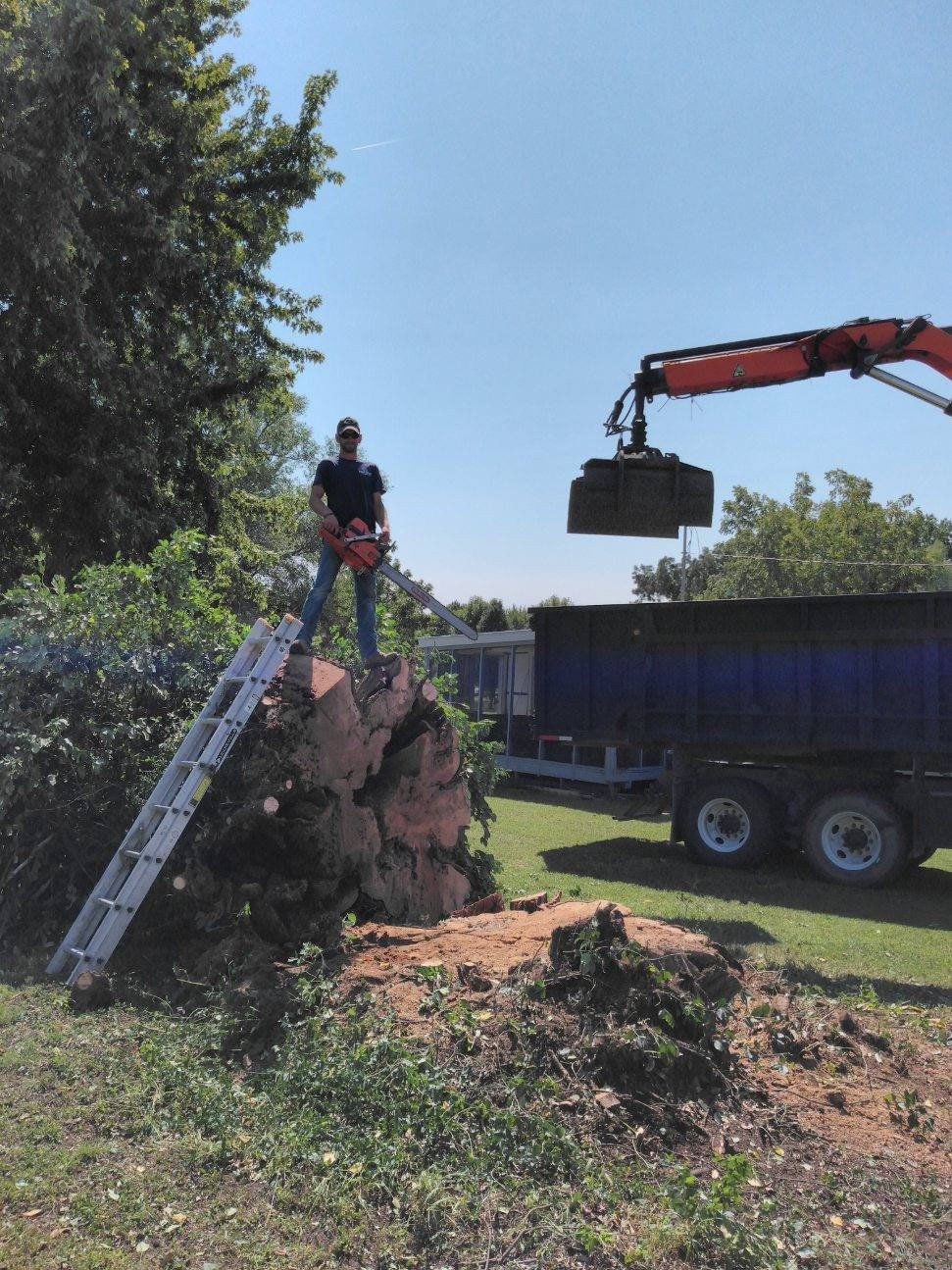 Tree removal