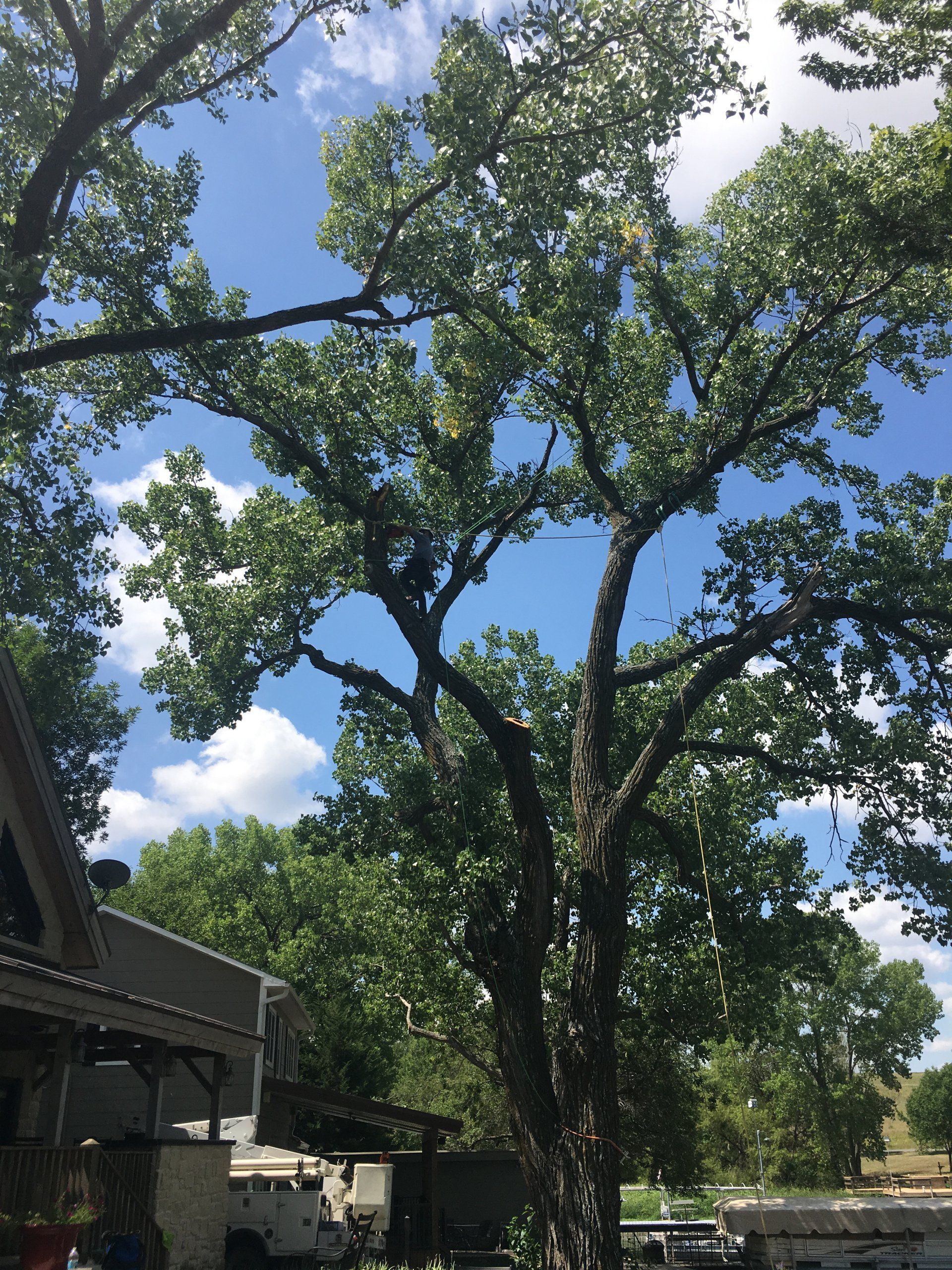 Tree services