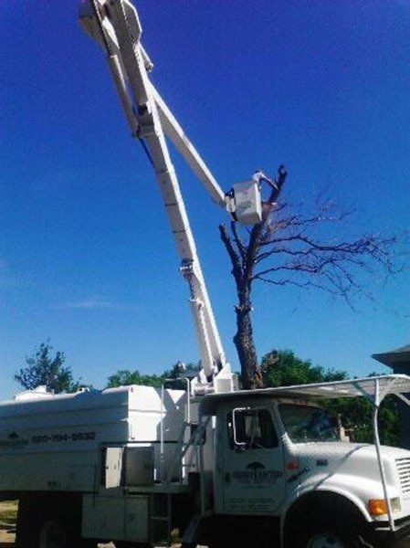 Tree services