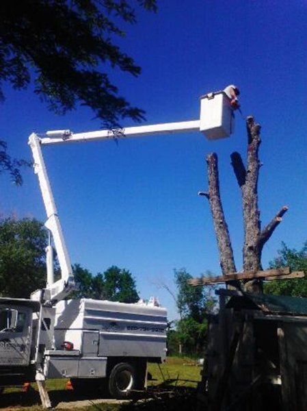 Tree services