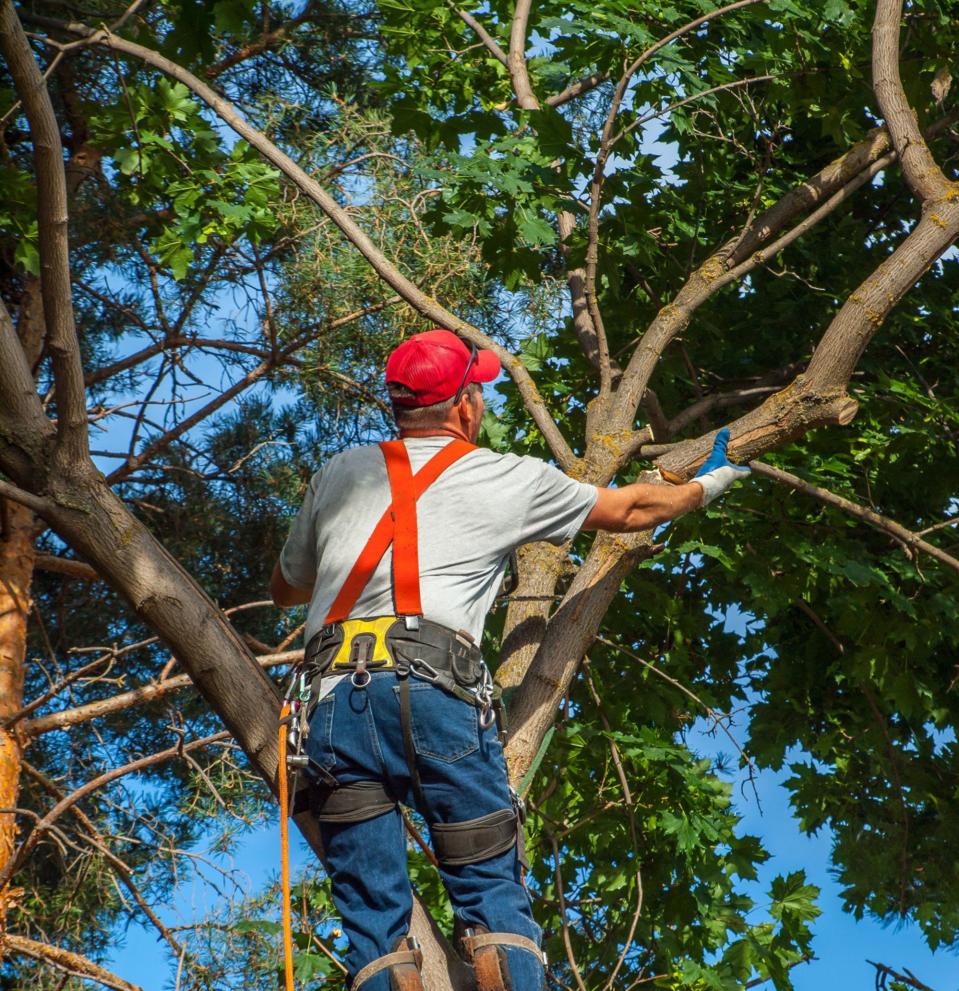 Tree Trimming