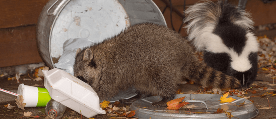 Raccoon and skunk scavenging a trash can