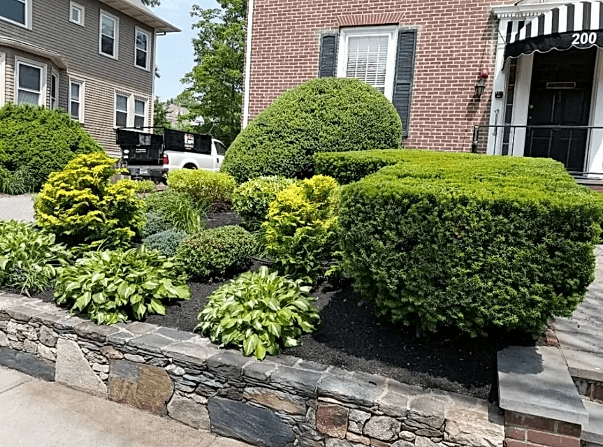 trim bushes