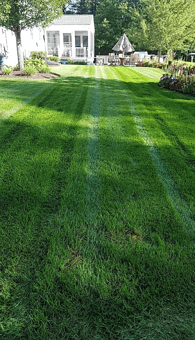 lawn
