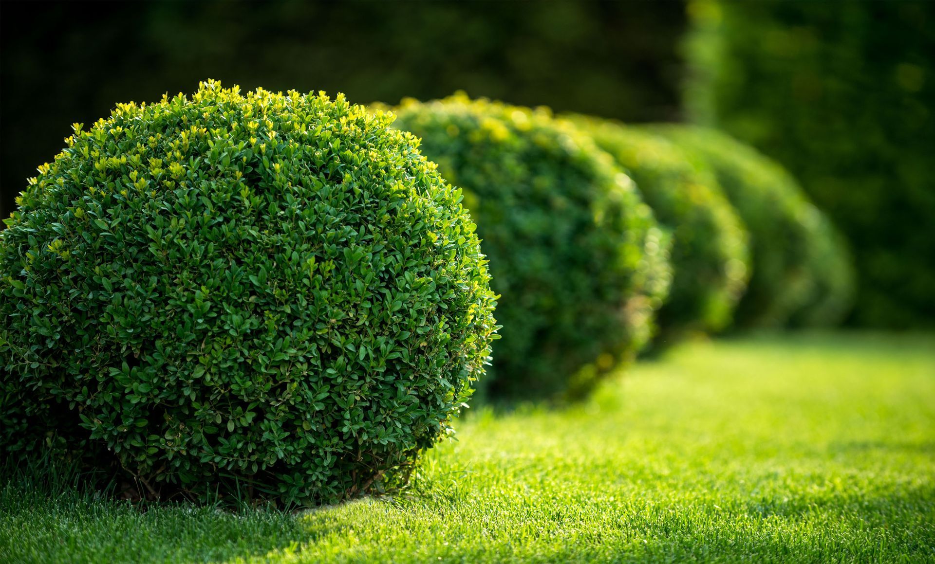 tree and shrub planting