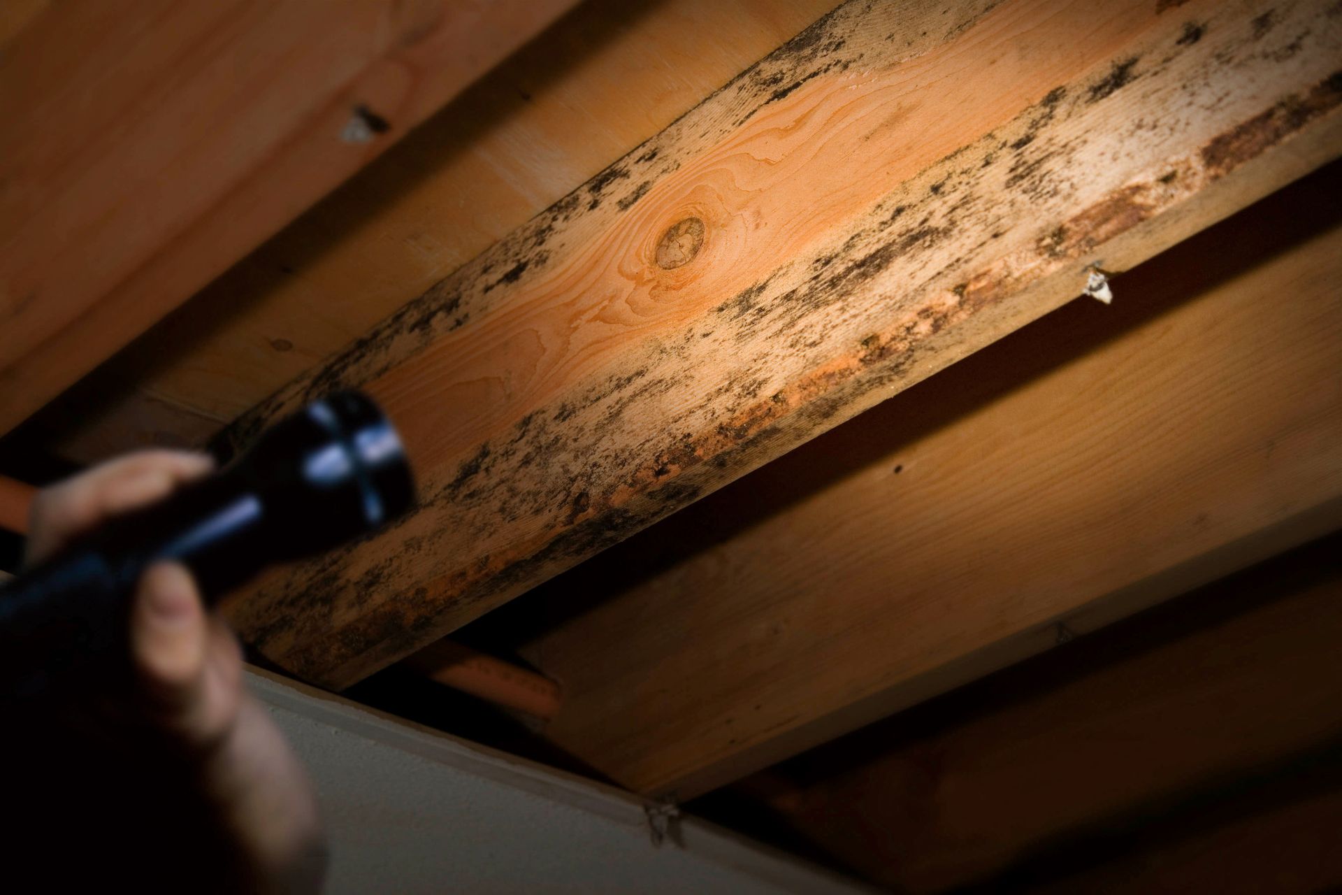 10 Benefits of Scheduling a Mold Inspection Before Buying a Home