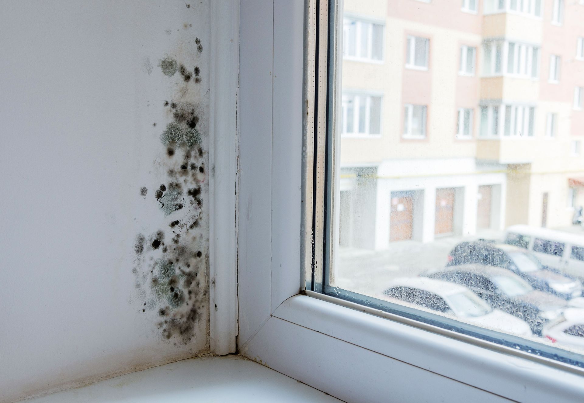 6 Health Risks a Mold Assessment Can Help Prevent