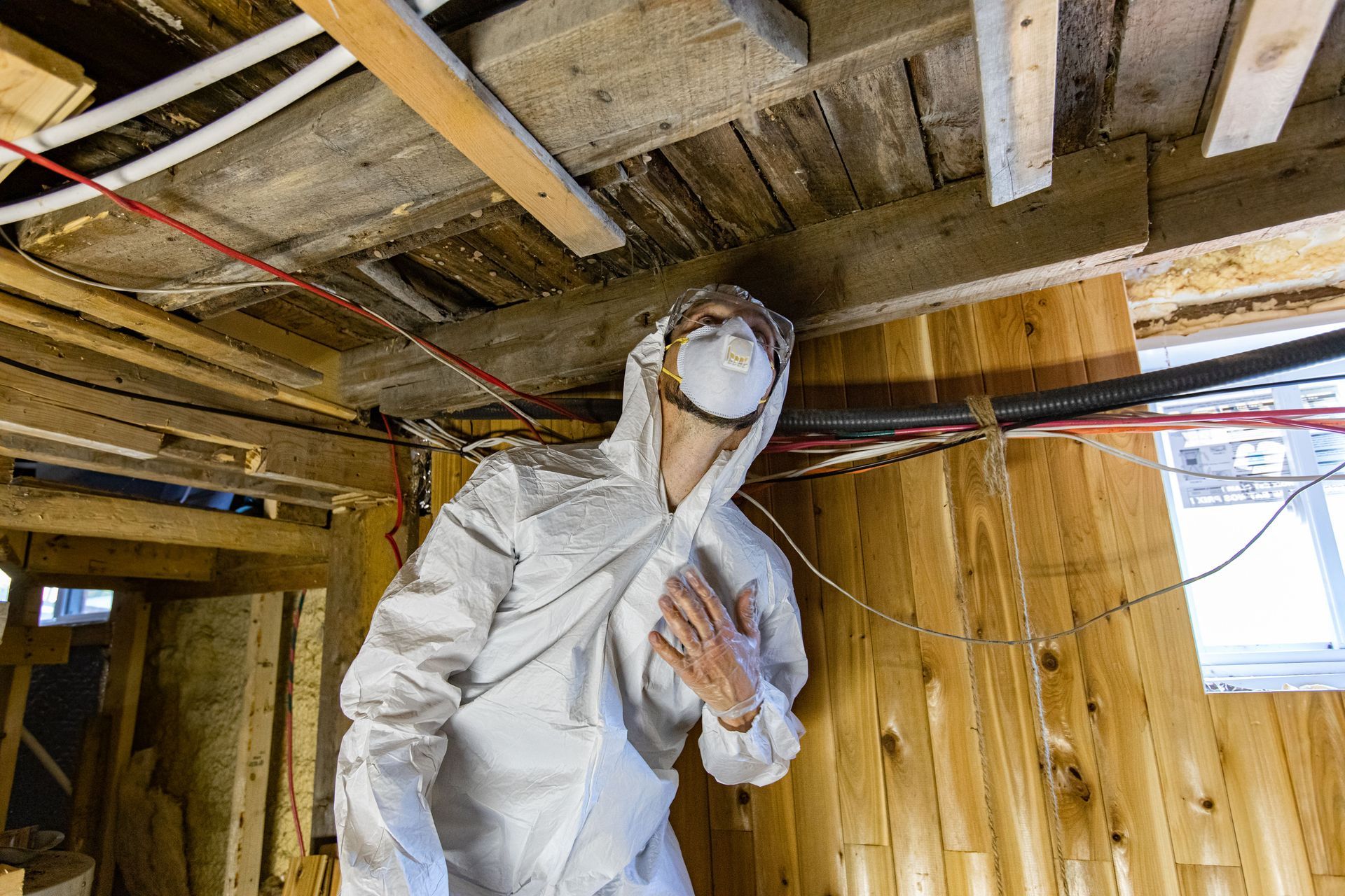 Six Key Revelations a Mold Assessment Provides About Your Property