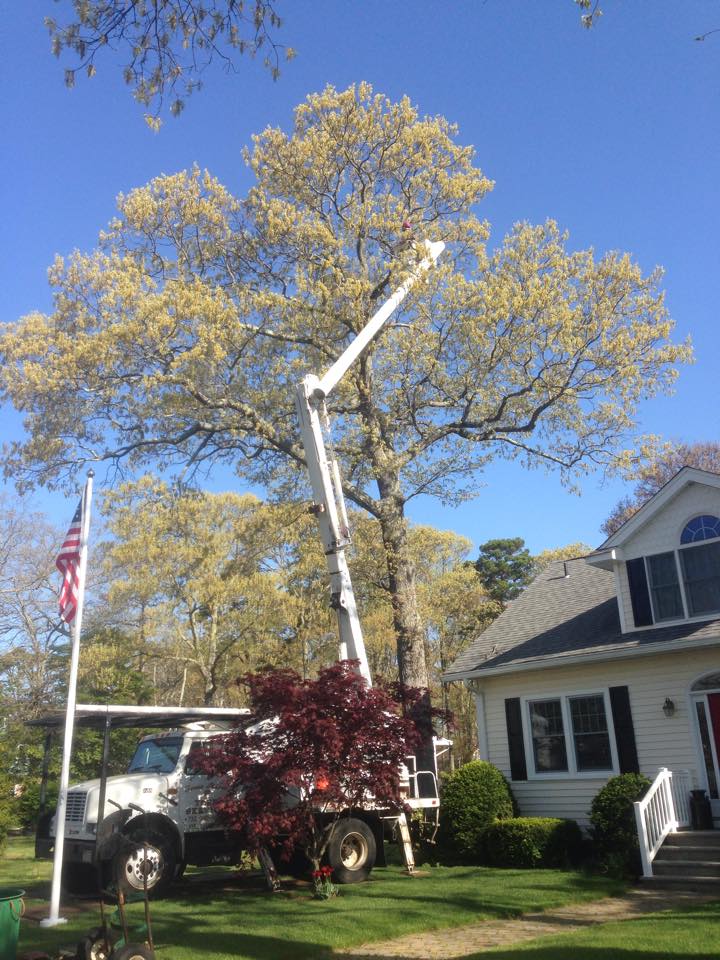 Tree Removal
