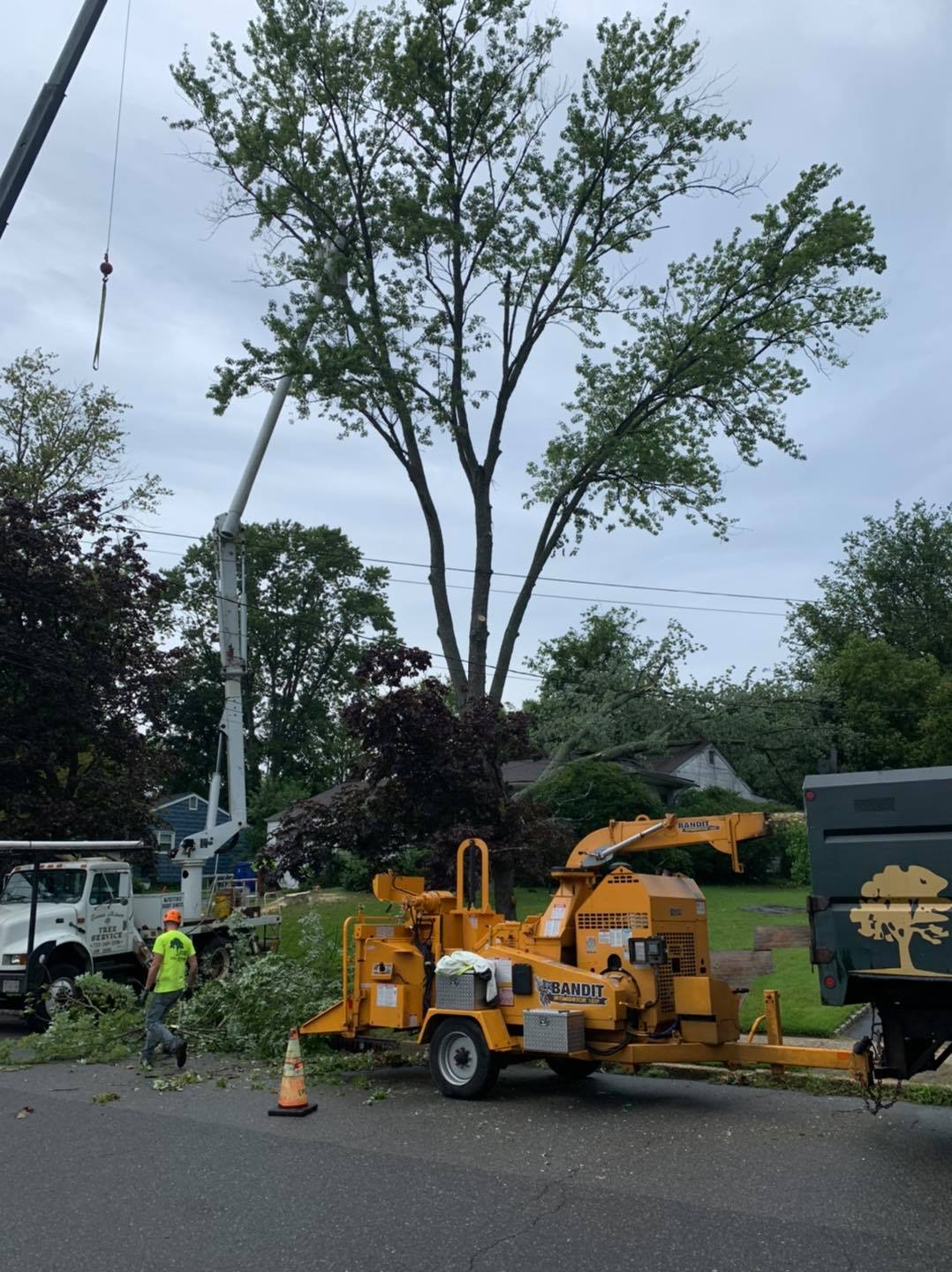 Tree Service