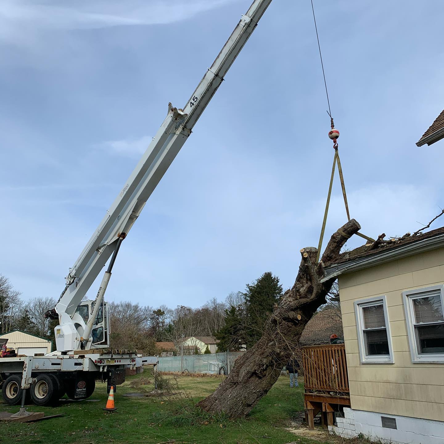 Tree Removal