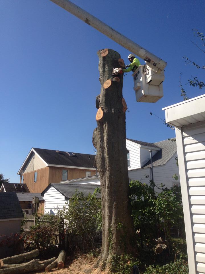 Tree Removal