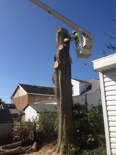Tree Removal Toms River