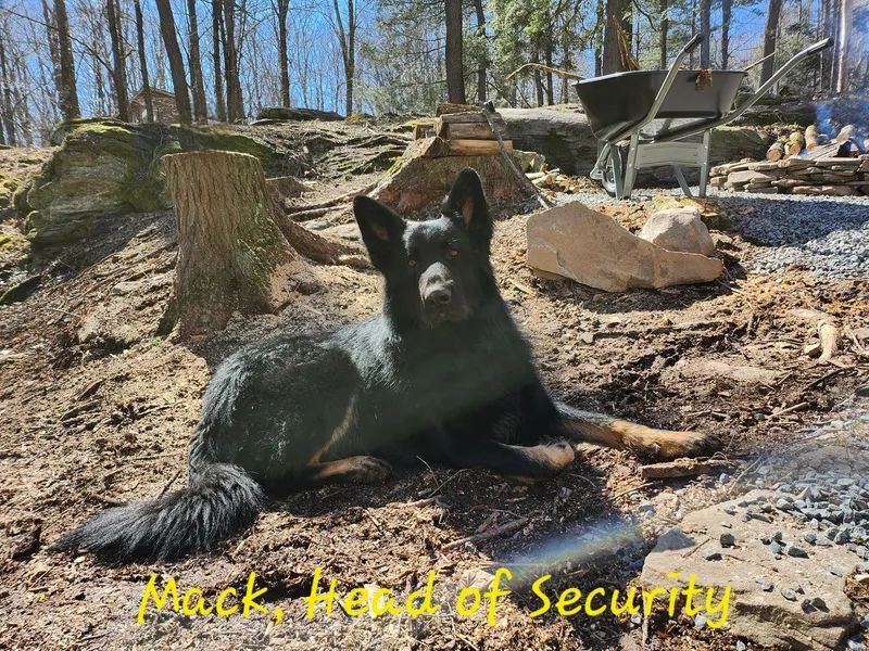 Black dog lying in woods with yellow text reading “Mack, Head of Security”
