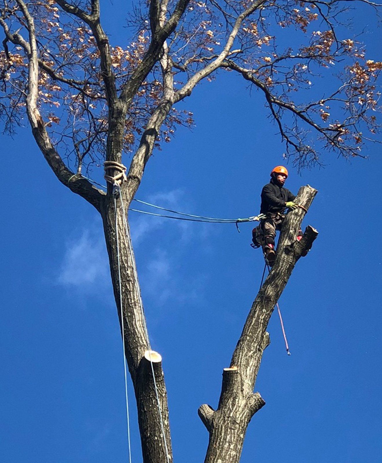 Tree services