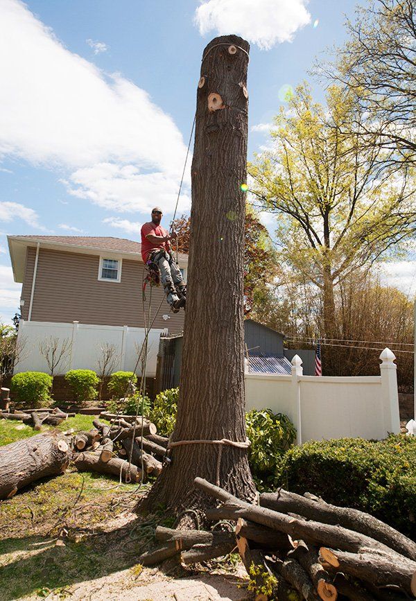 Tree removal services