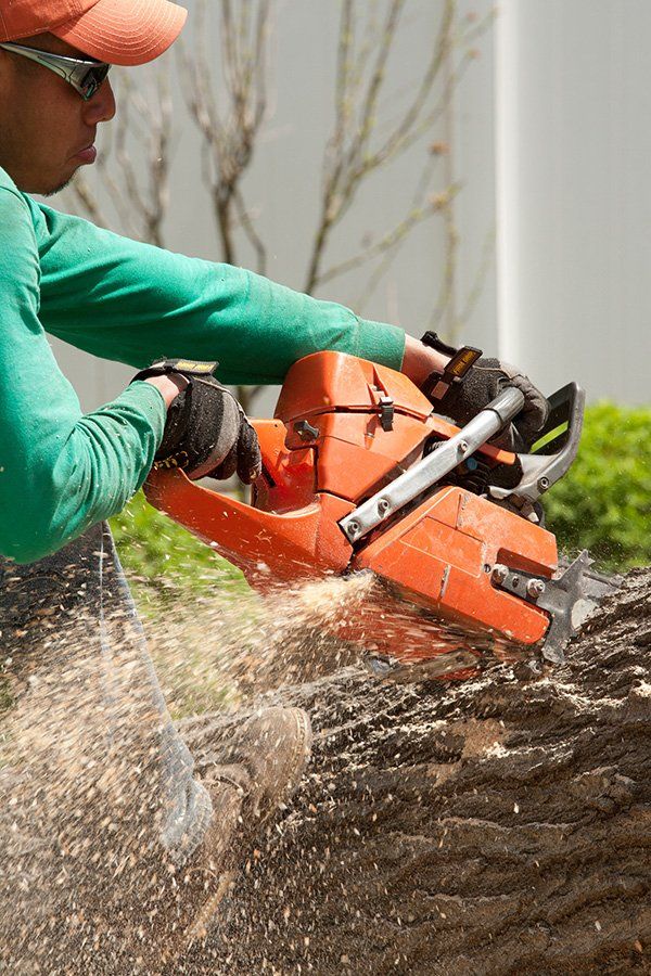 Tree removal services