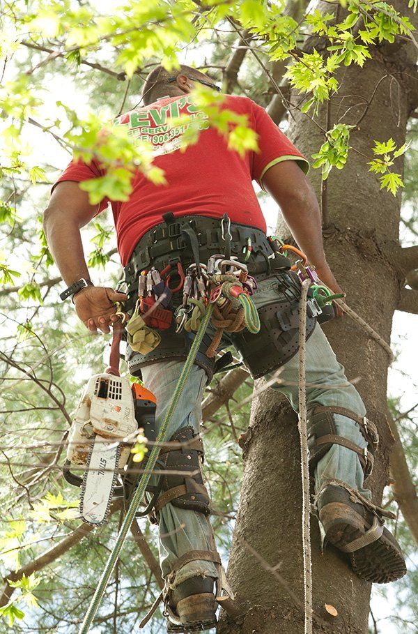 Tree removal services