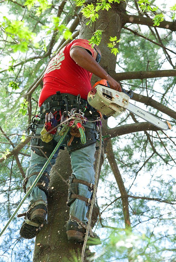 Tree removal services