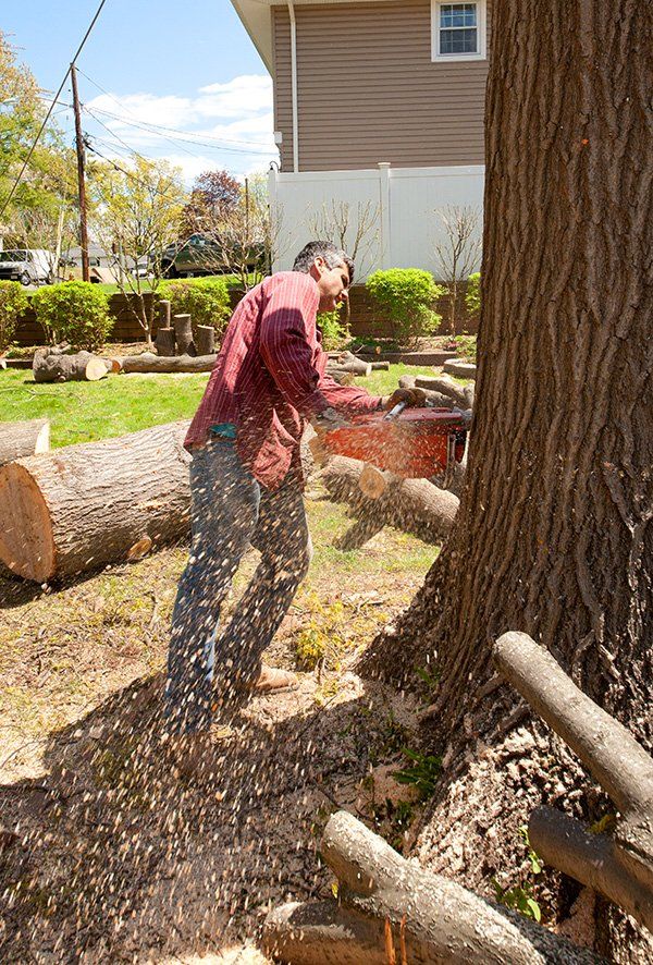 Tree removal services
