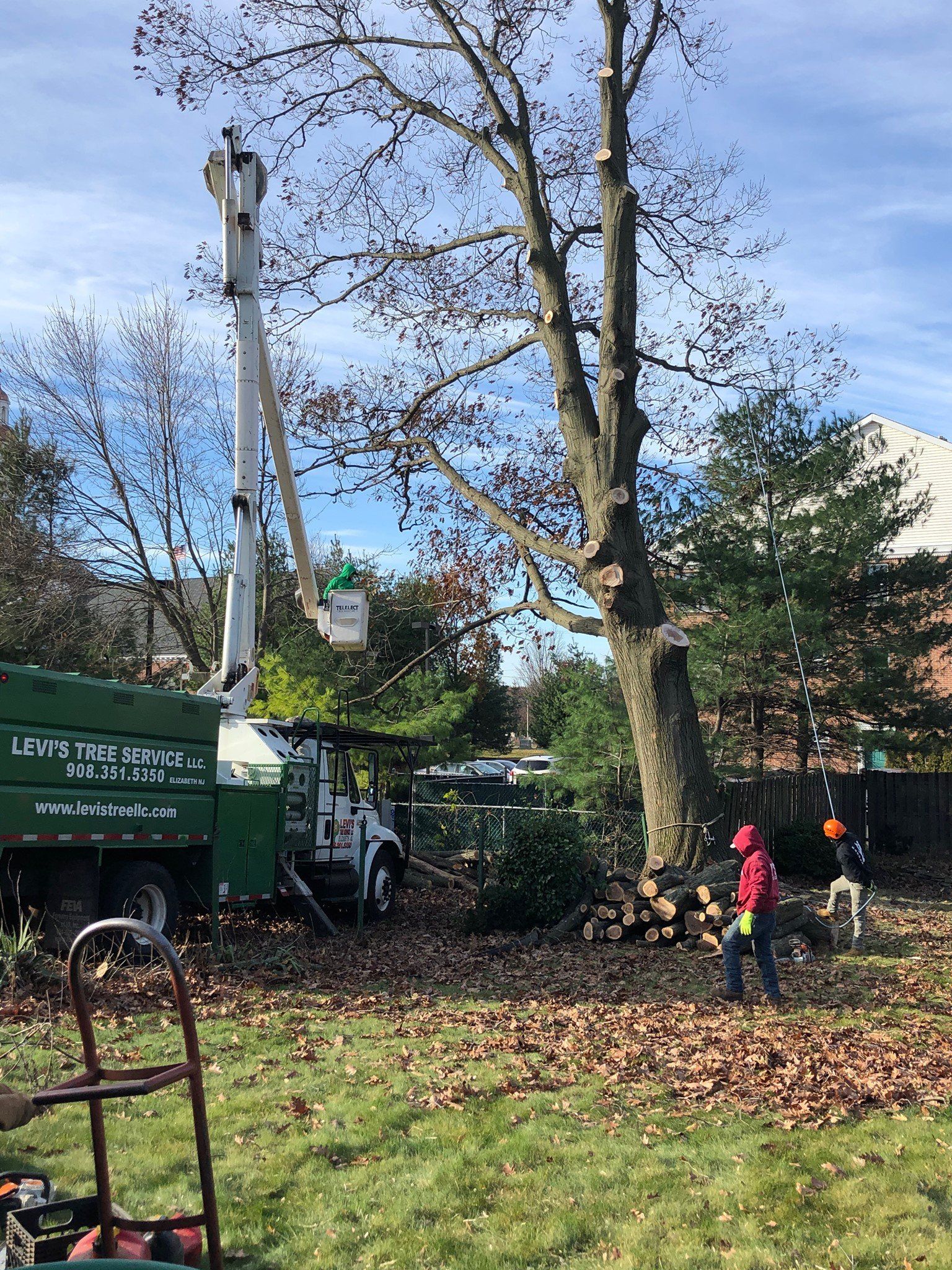 Tree removal services