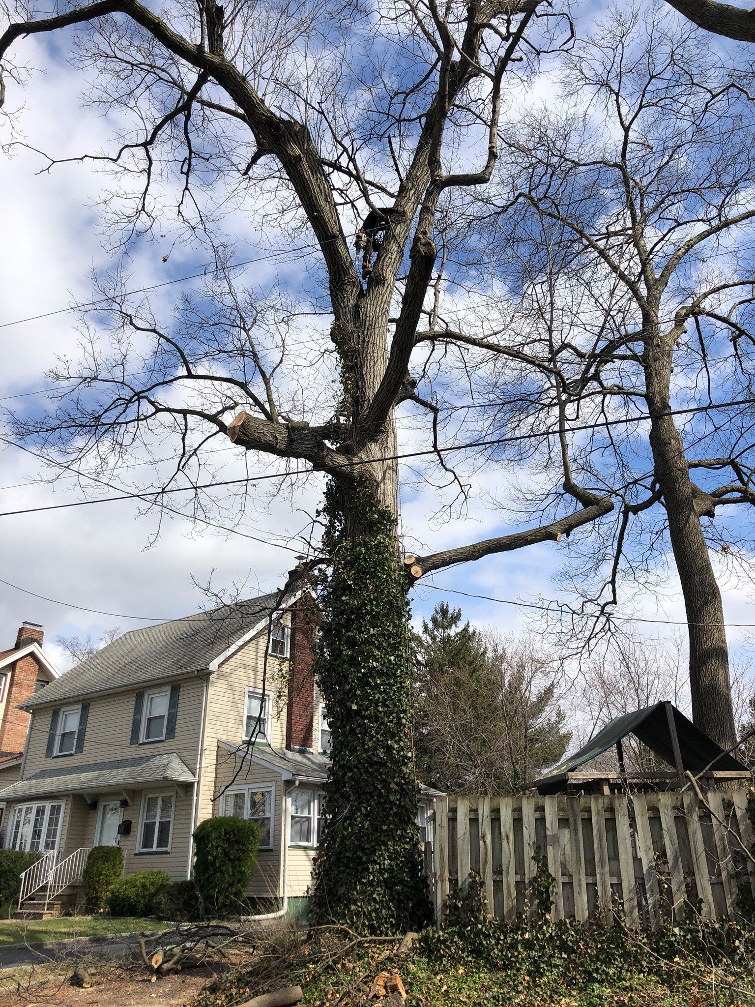 Tree removal services