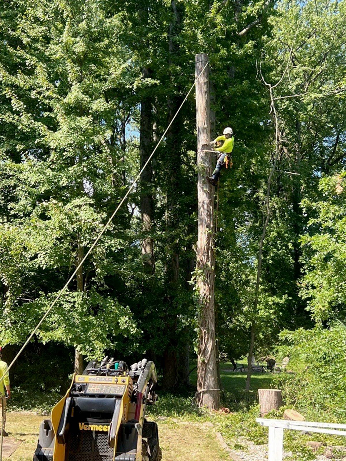 A man cutting a tree with a chainsaw, secured by ropes