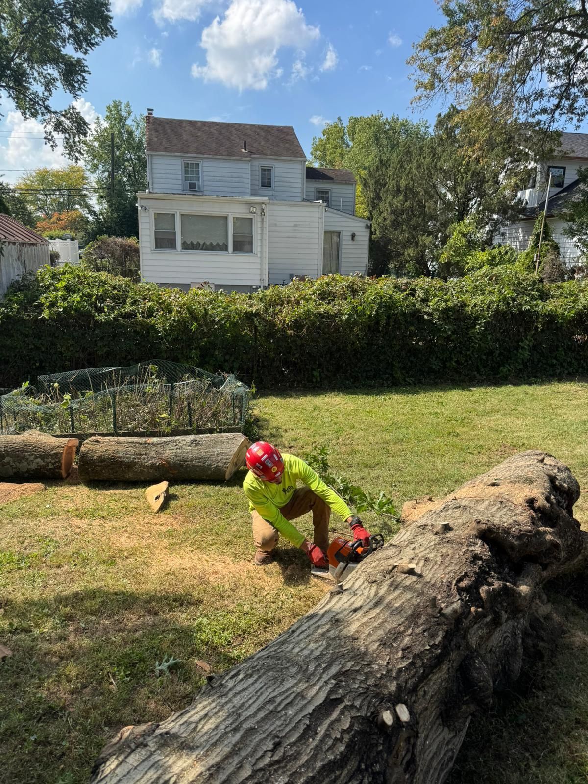 A person in safety gear is cutting a tall tree trunk in a yard near a white fence.