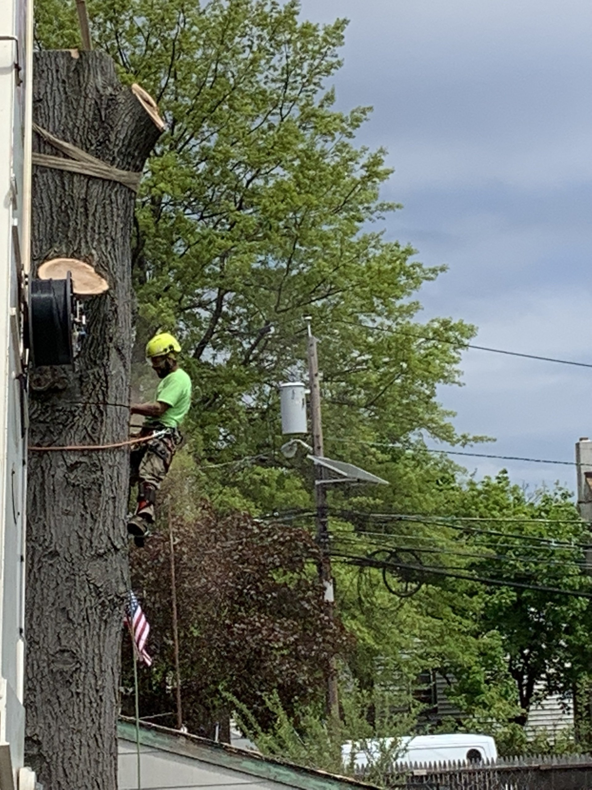 A man in safety gear pruning a tree