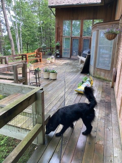 deck with a dog before