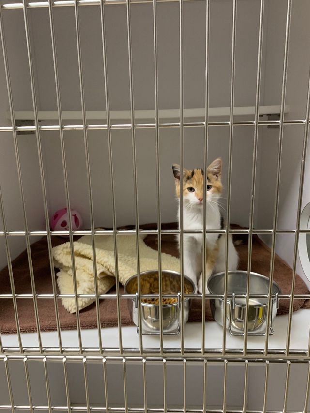 Is Boarding Good For Dogs