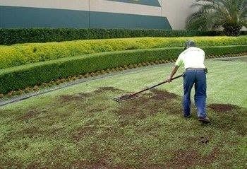 Person raking grass in a landscaped yard beside trimmed hedges and a building