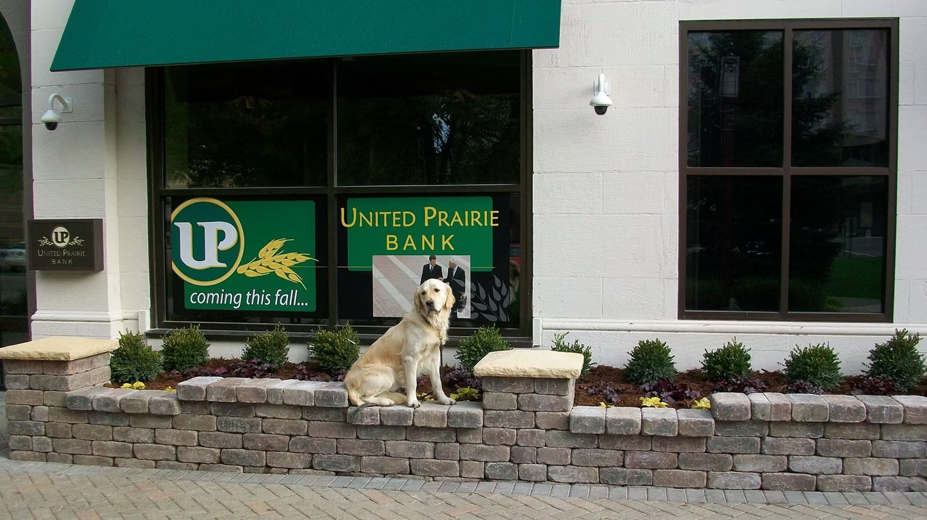 Dog sitting outside a United Prairie Bank storefront with green awning and stone planter wall
