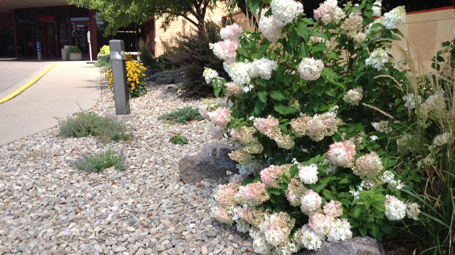 White flowering shrubs beside a gravel path and a yellow post near a building entrance