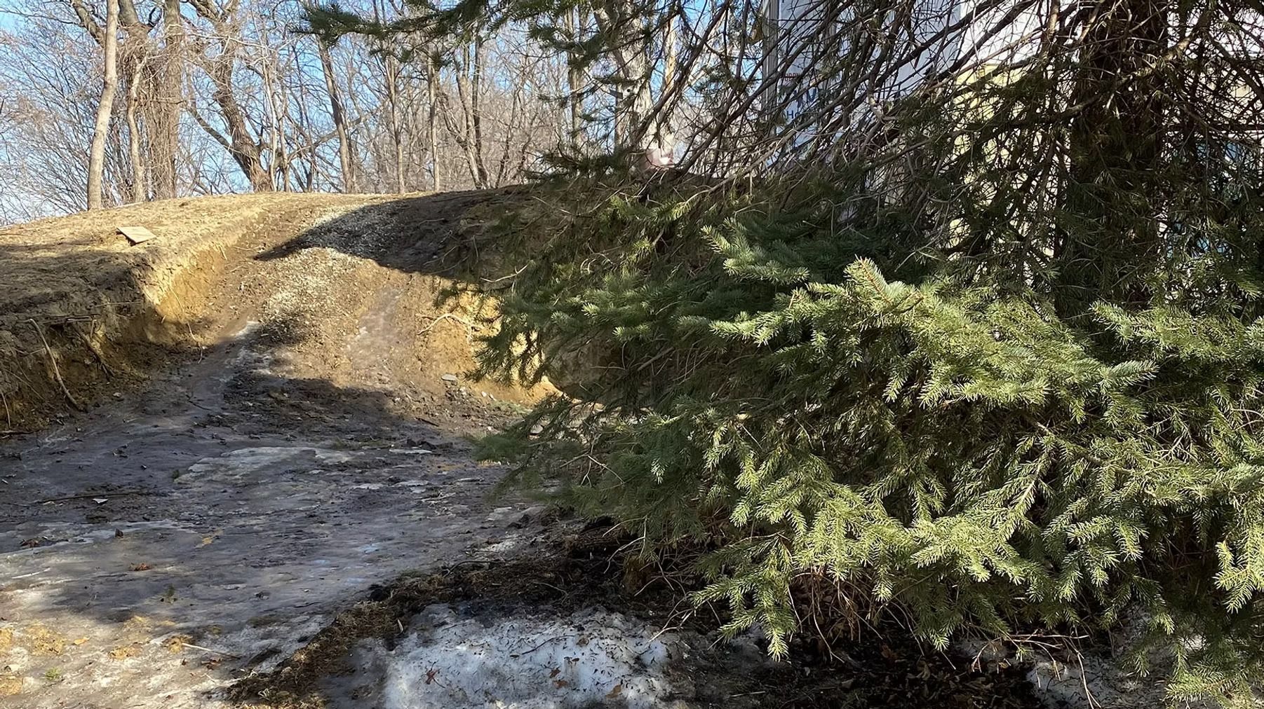 Sunlit snowy dirt path beside evergreen trees and a leafless wooded slope