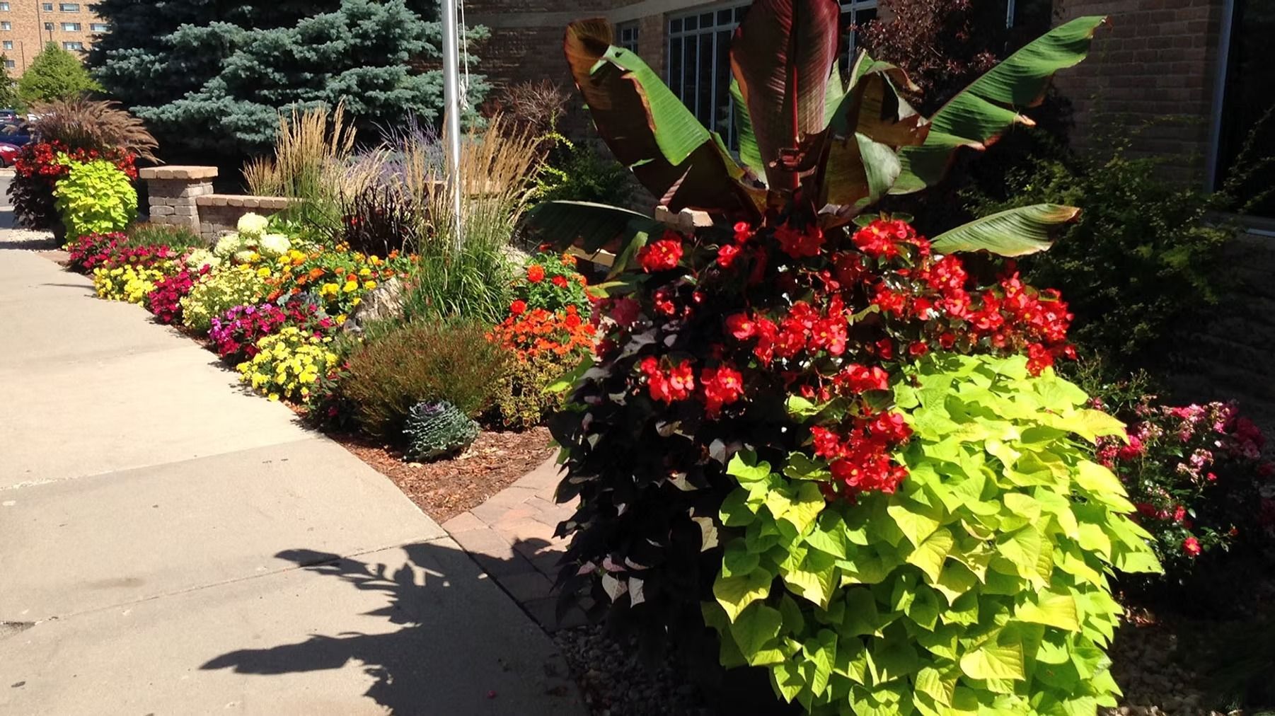 Colorful flower beds line a sunny sidewalk beside a brick building and evergreen trees
