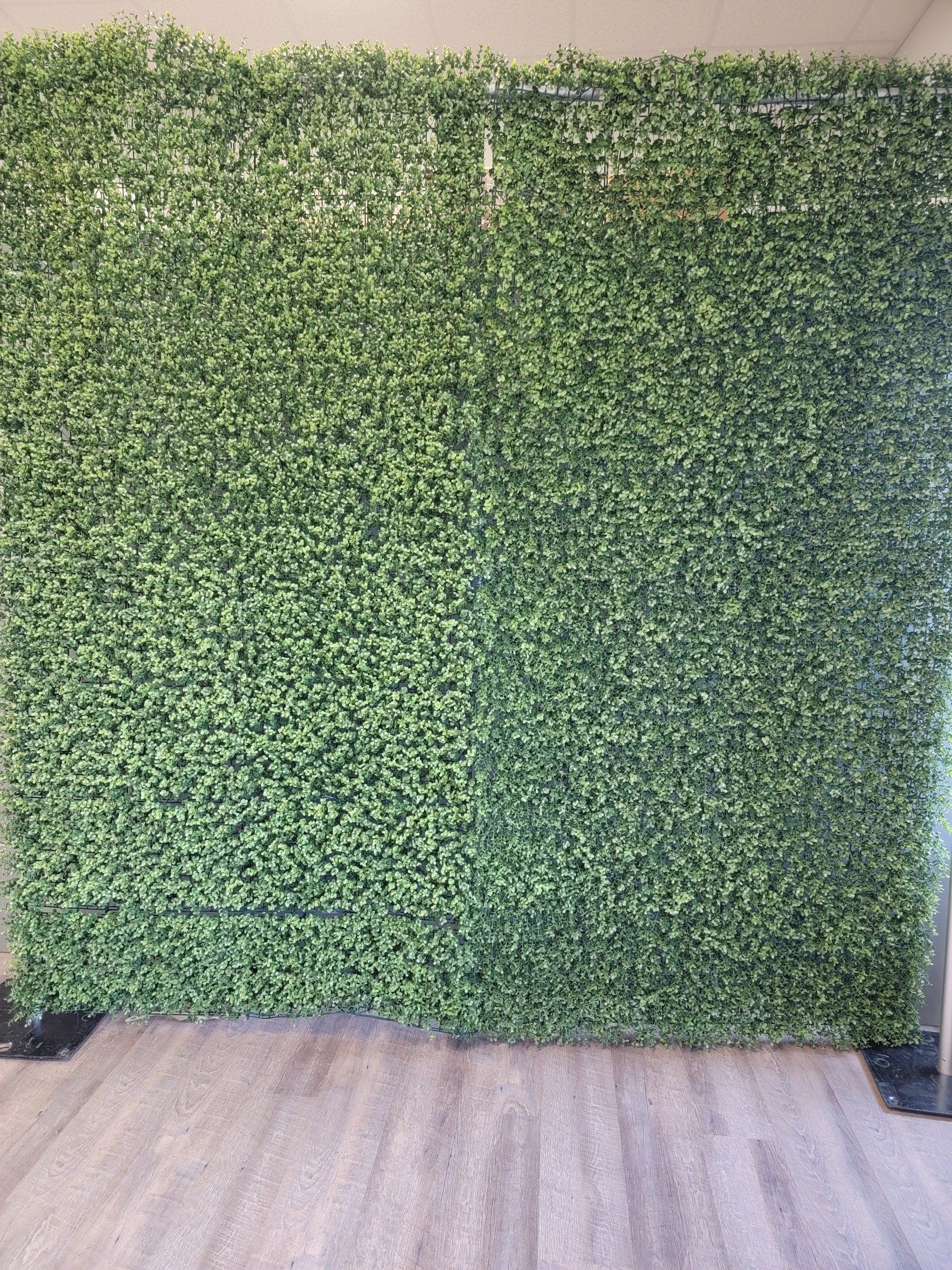 Boxwood drapes