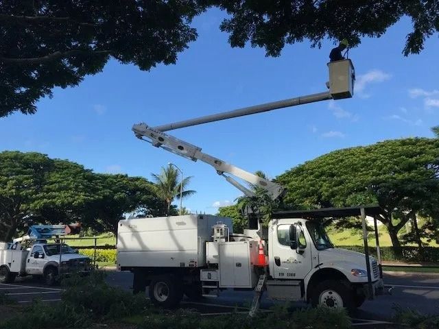 Two utility trucks with workers trimming a large tree on a sunny day.
