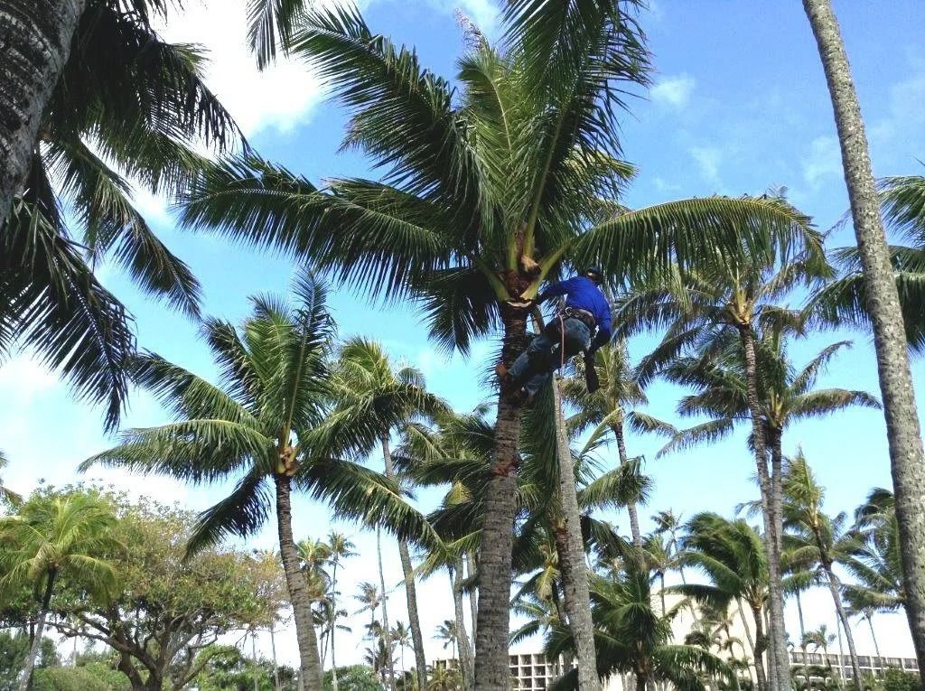 Person climbing a palm tree to trim it, under a bright blue sky.