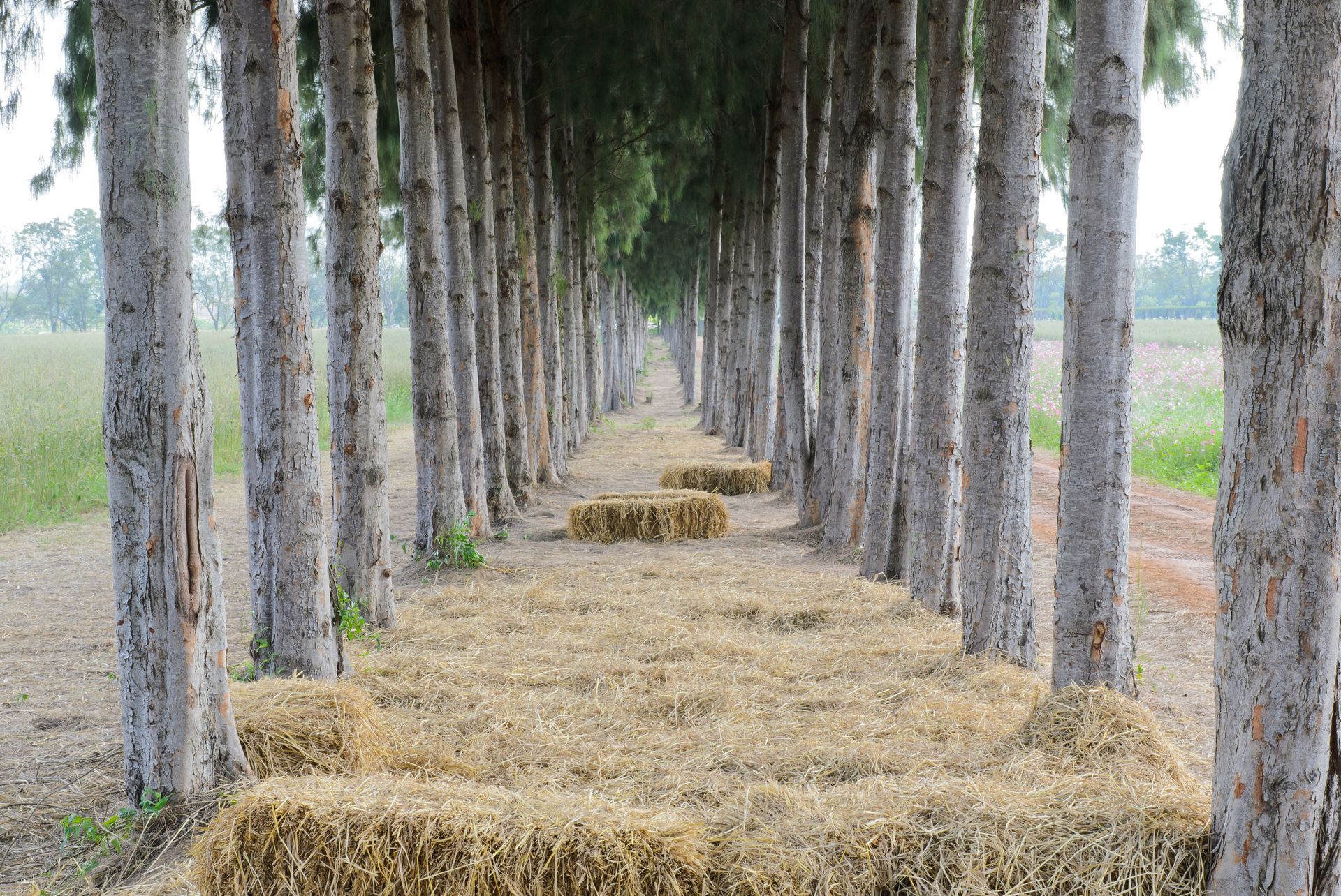 tree farms